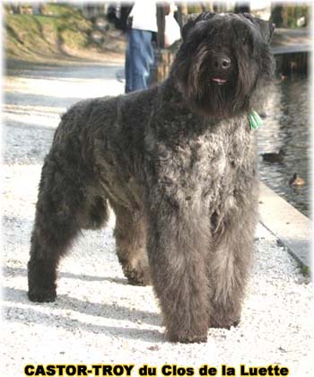 bouvier des flandres du clos de la luette - copyright déposé